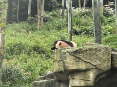 -中国大熊猫保护研究中心雅安碧峰峡基地