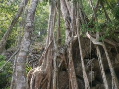 -中国科学院西双版纳热带植物园