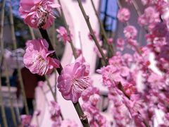 -无锡梅园公园
