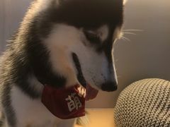 -Husky Go! 哈士奇体验馆·宠物咖啡厅狗咖