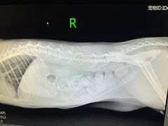 -瑞派名望志远动物医院·猫科·內科·异宠专科(直港大道店)