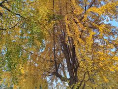 -成都市活水公园