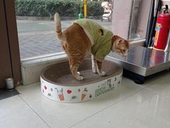 -瑞鹏宠物医院·夜间急症·心超·猫科(祖庙分店)