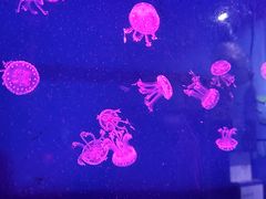 -西安曲江海洋极地公园