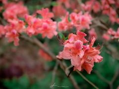 -十九峰景区-倒脱靴