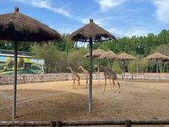 -北京野生动物园