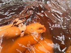 -春晖园度假酒店温泉