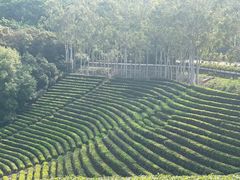 -雁南飞茶田景区