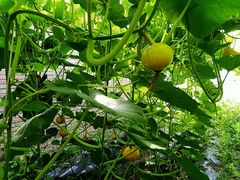 -万源龙顺度假庄园生态观光园