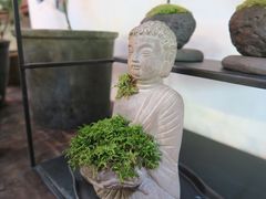 -植觉