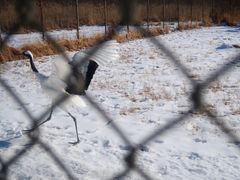 -钏路市丹顶鹤自然公园