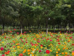 -永定河休闲森林公园