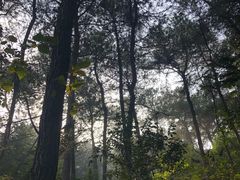 -铁山坪森林公园