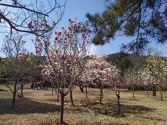 -北京西山国家森林公园