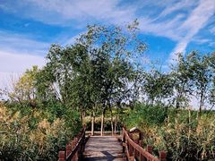 -西青郊野公园