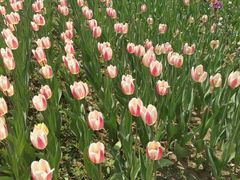 -长春公园(普阳街道)