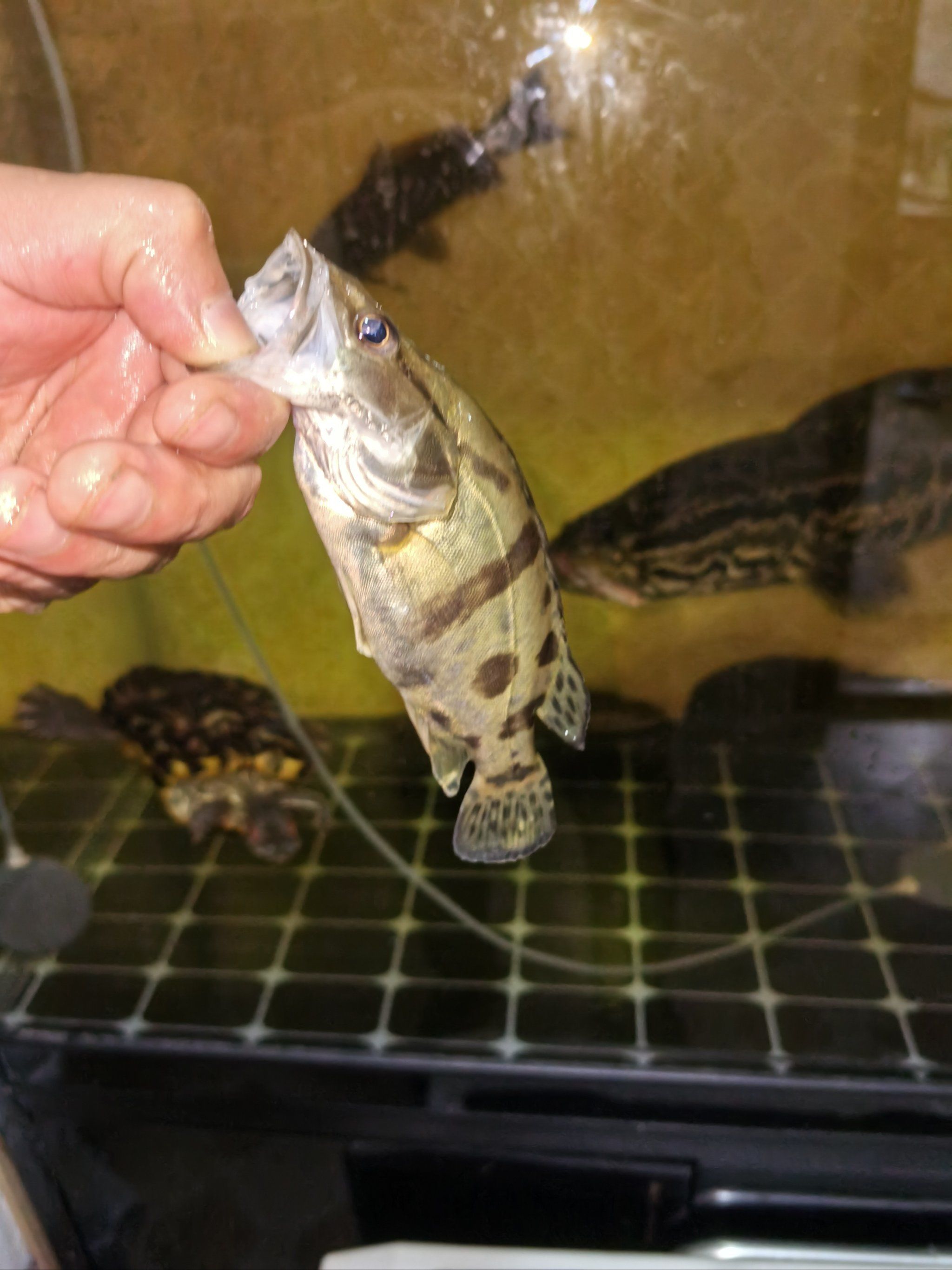 野钓母猪壳