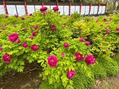 -洛阳周公庙博物馆