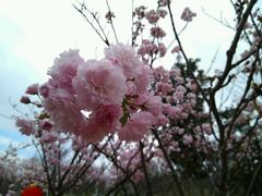 -天适樱花悠乐园