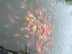 iphone_upload_pic-泰州凤城河风景区-泰山公园