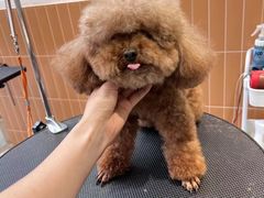 -爱宠屋pet shop·宠物洗澡·宠物美容