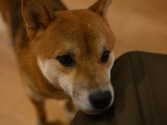 -是阿柴呀！柴犬咖啡·爱喵喵猫咖