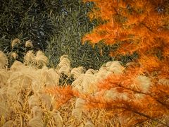 -昆山城市生态森林公园