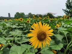 -江苏三台山国家森林公园