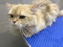 -PETKIT小佩宠物·低压洗护(国顺东路店)