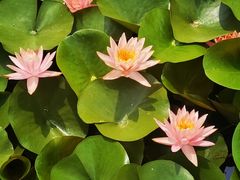 -滕州微山湖红荷湿地景区