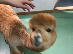 -藦茜花园宠物主题亲子互动体验馆(国顺东路店)