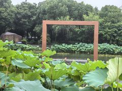 -陈家山荷花公园