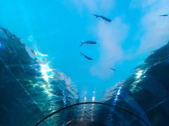 -海棠湾洲际-涛·海底餐厅·美人鱼·自助餐·海底隧道