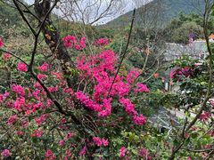 -深圳仙湖植物园