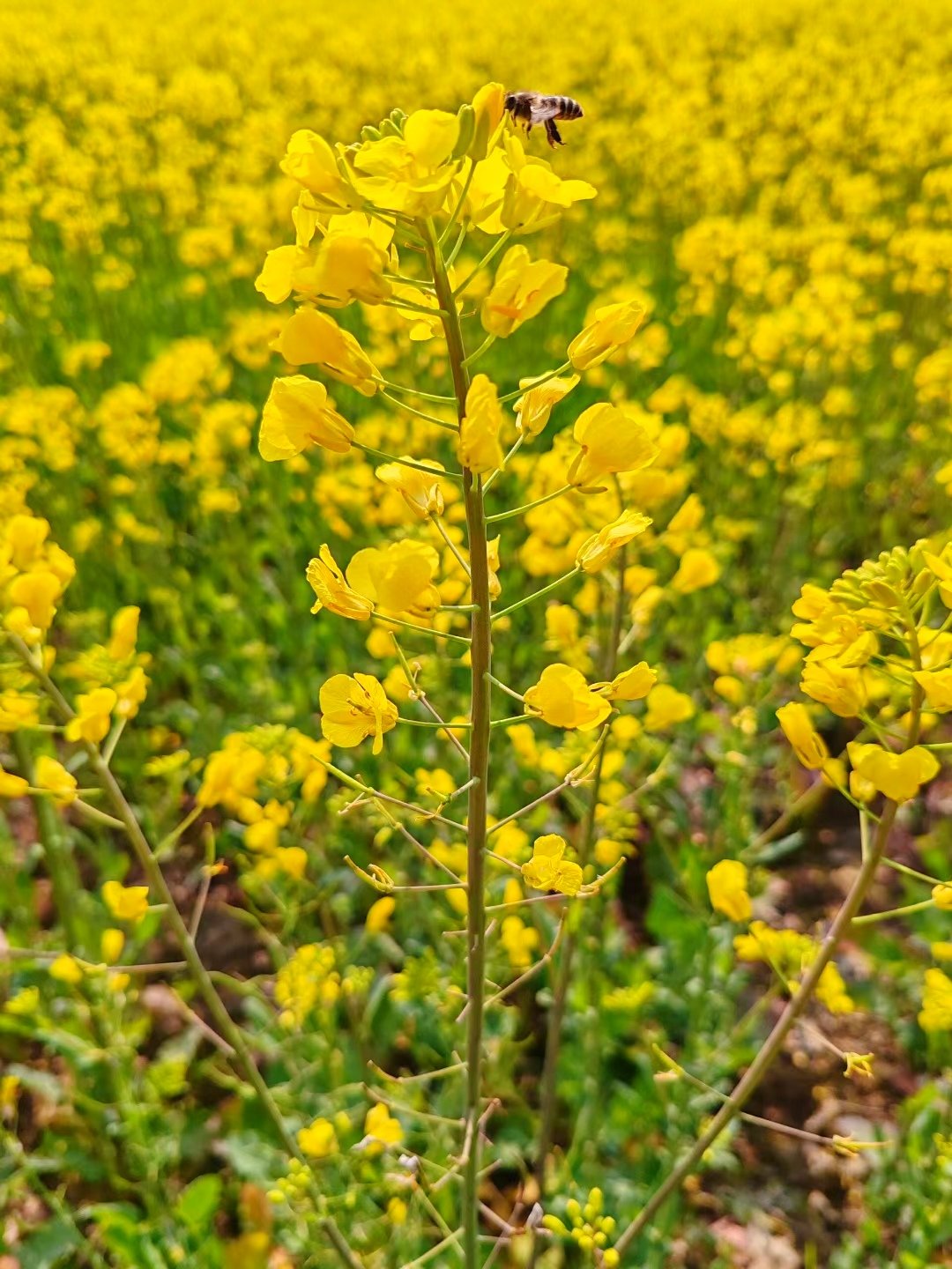 蔡甸消泗油菜花图片