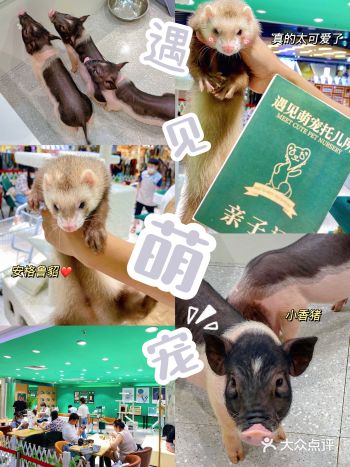 上海首家雪貂主题体验馆来了这也太好rua了吧️