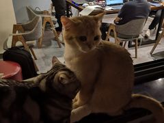 -咖法森林·咖啡  酒吧(天河店)