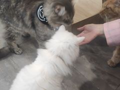 -楼上猫咖(罗湖店)
