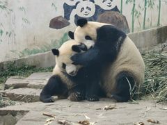 -中国大熊猫保护研究中心雅安碧峰峡基地