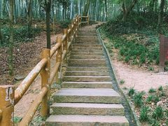 -上海佘山国家森林公园天马山园