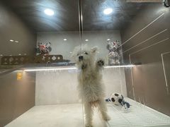 -翊宠yipet猫狗购宠庄园犬舍•猫舍