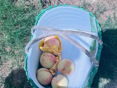 -老袁家蜜桃农场·阳山水蜜桃