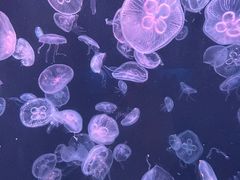 -大连老虎滩海洋公园