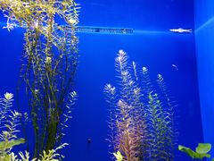 -上海海洋水族馆