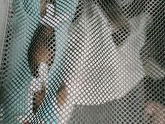 -宠福鑫康馨动物医院·骨科·眼科