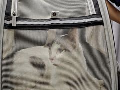 -宠物星动物医院·眼科·异宠·猫科(江南大道总院)