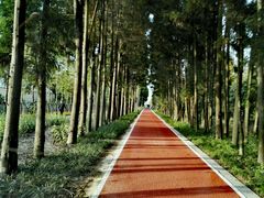 -上海长兴岛郊野公园