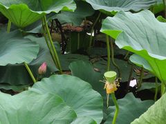 -长春市南湖公园