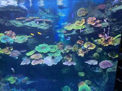 -暹罗海洋世界