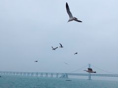 -星海湾跨海大桥